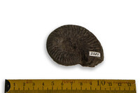 F 02083
<br/>
<br/>
<em></em>